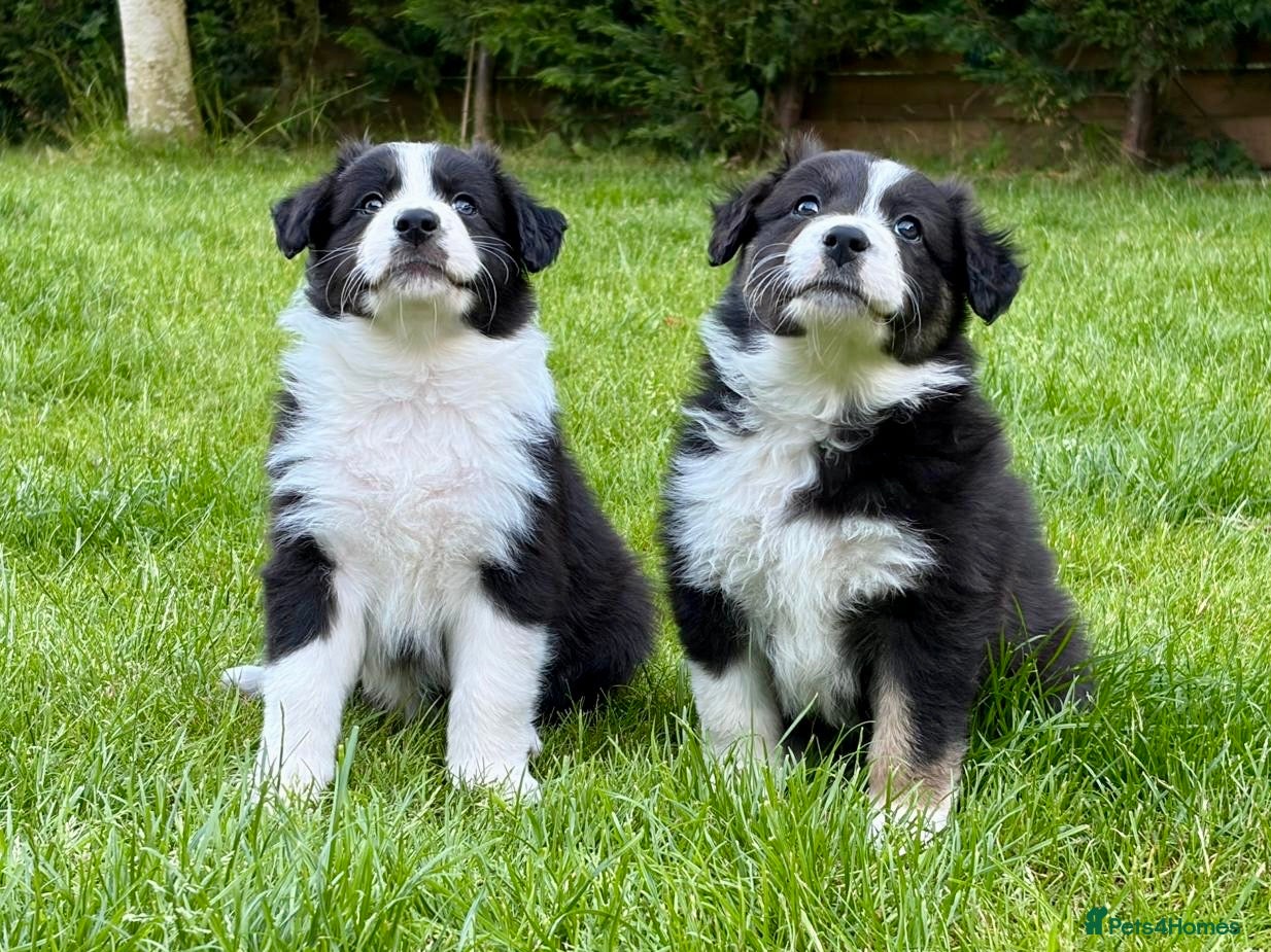 Mixed Breed dogs ✨ Beautiful Border Aussie Puppies ✨ - Advert 1