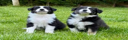 Mixed Breed dogs for sale: ✨ Beautiful Border Aussie Puppies ✨ - Advert 2