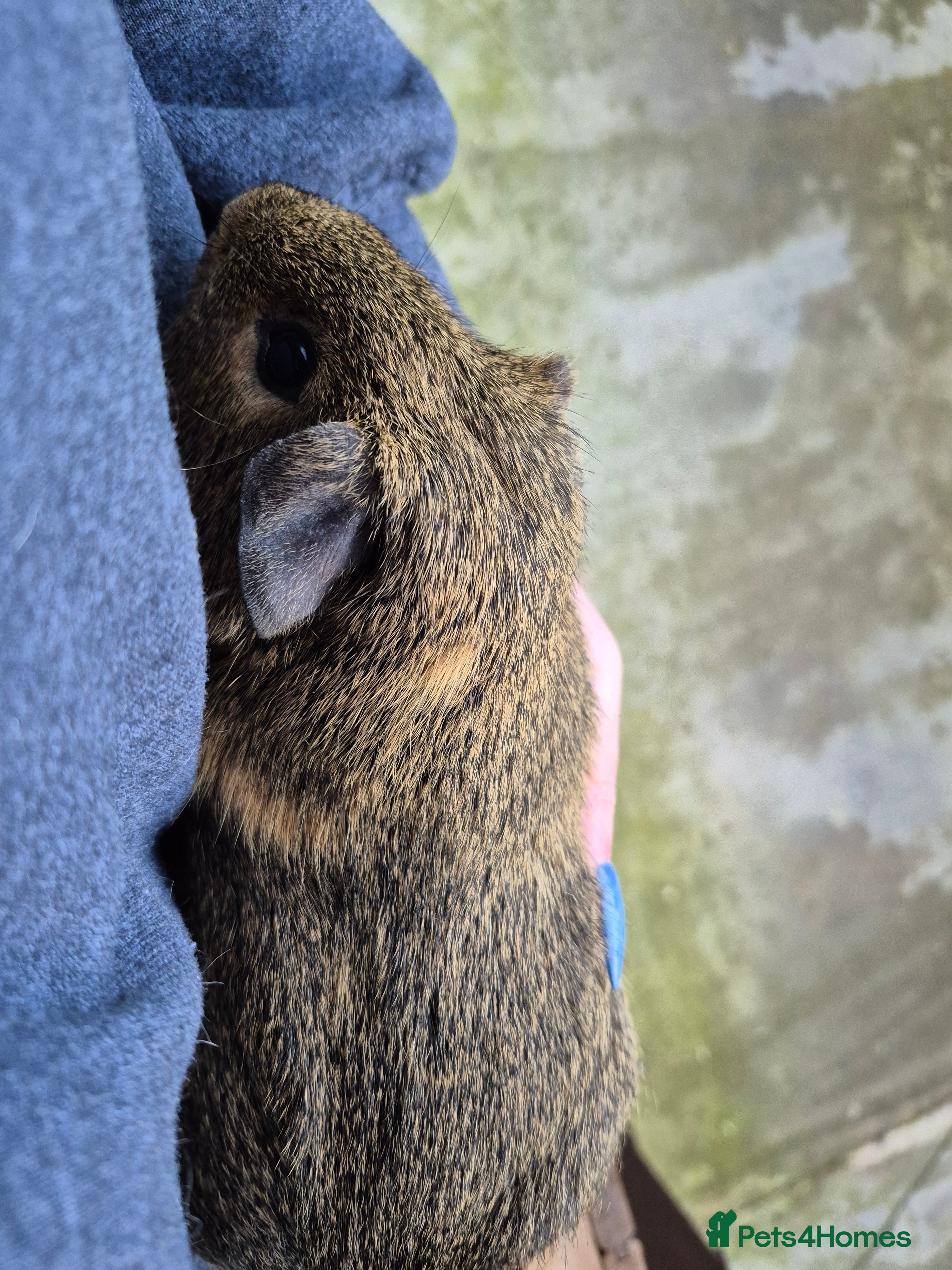 Guinea Pig rodents Boars for sale can deliver locally x - Advert 11