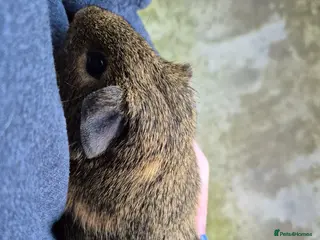 Guinea Pig rodents Boars for sale can deliver locally x - Advert 11