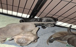 Mixed Breed dogs for sale: Stunning cane corso cross pups - Image 12