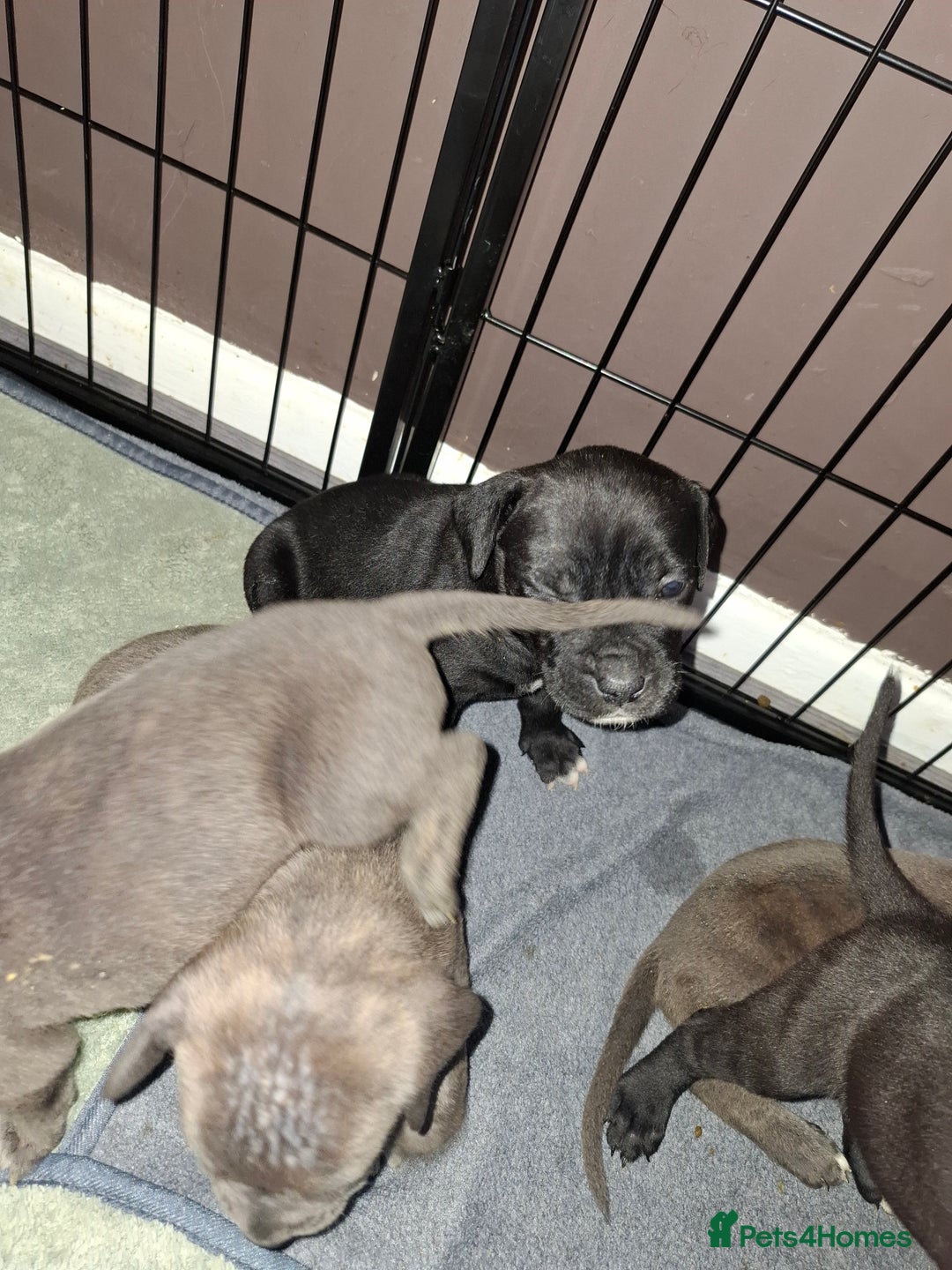 Mixed Breed dogs for sale: Stunning cane corso cross pups - Image 12