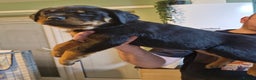 Rottweiler dogs for sale: QUALITY FEMALES AVALIBLE NOW (all sold)   - Advert 37