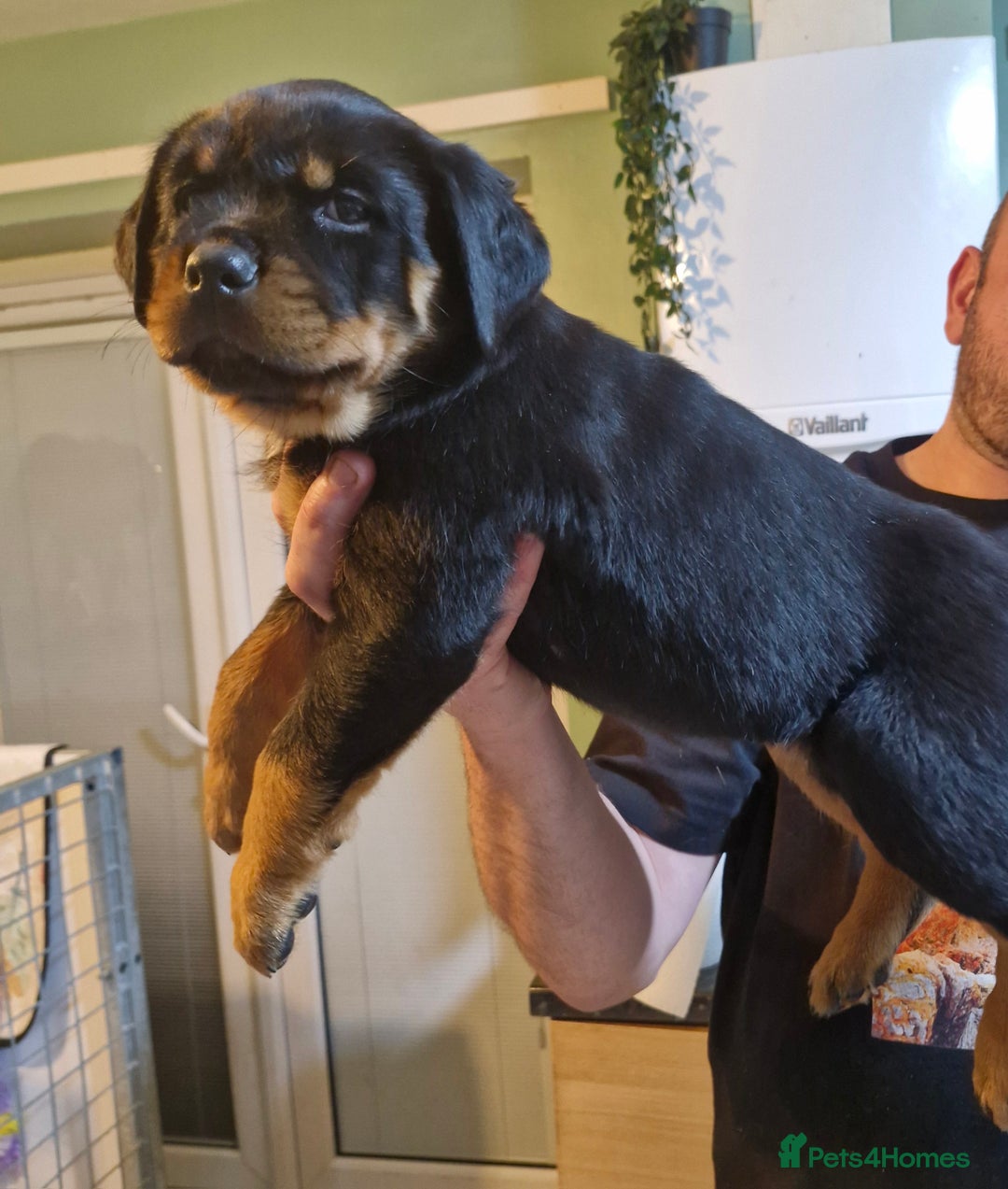 Rottweiler dogs for sale: QUALITY FEMALES AVALIBLE NOW (all sold)   - Advert 37