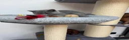 British Shorthair cats for sale: British shorthair Kitten  - Advert 9