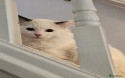 Ragdoll cats for sale: Meet Snow Our Sweet Ragdoll Looking for a New Home - Image 5