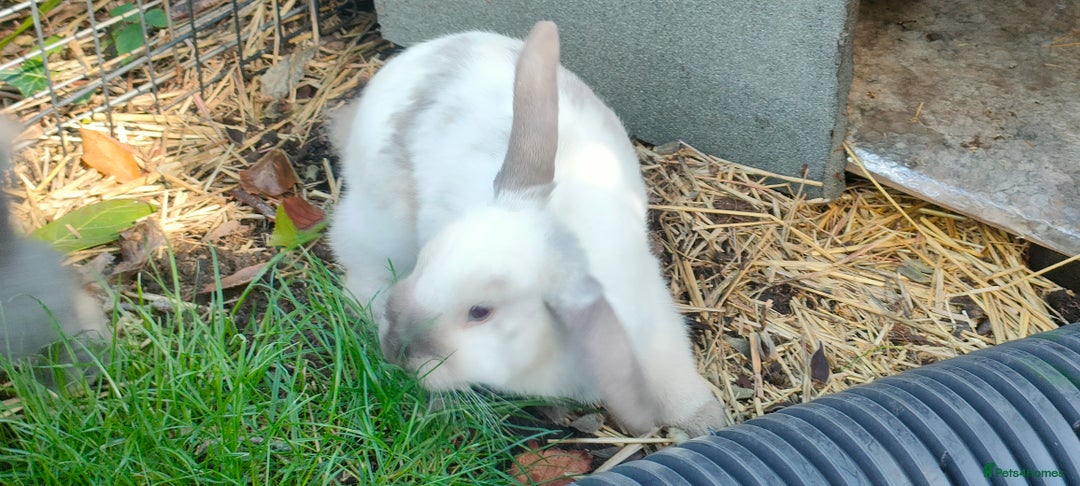 Mini Lop rabbits for sale: Bonded pair of cute friendly young mini lop boys - Image 10