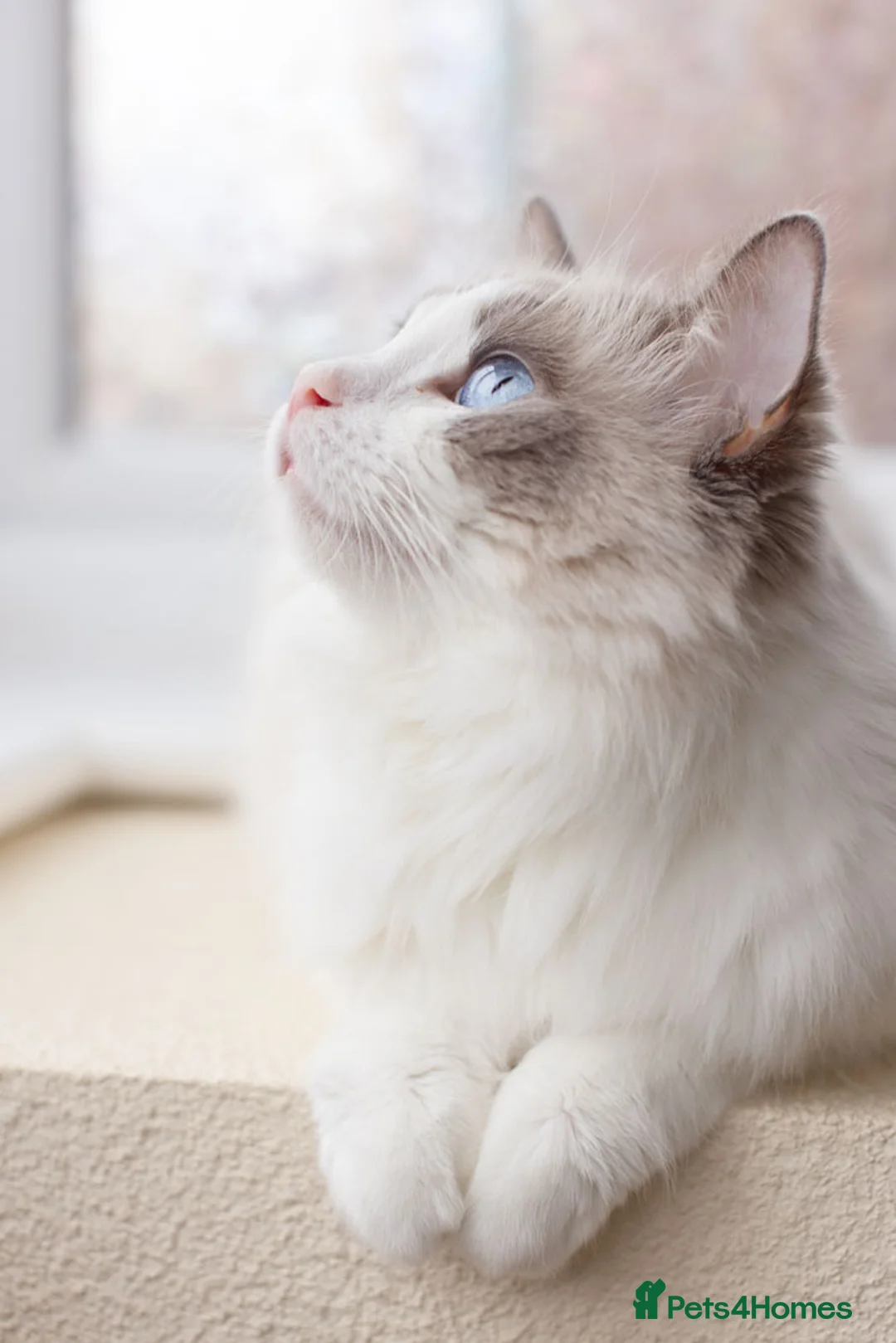 Ragdoll cats for sale: Ragdoll Female Looking for a Loving Forever Home - Advert 7
