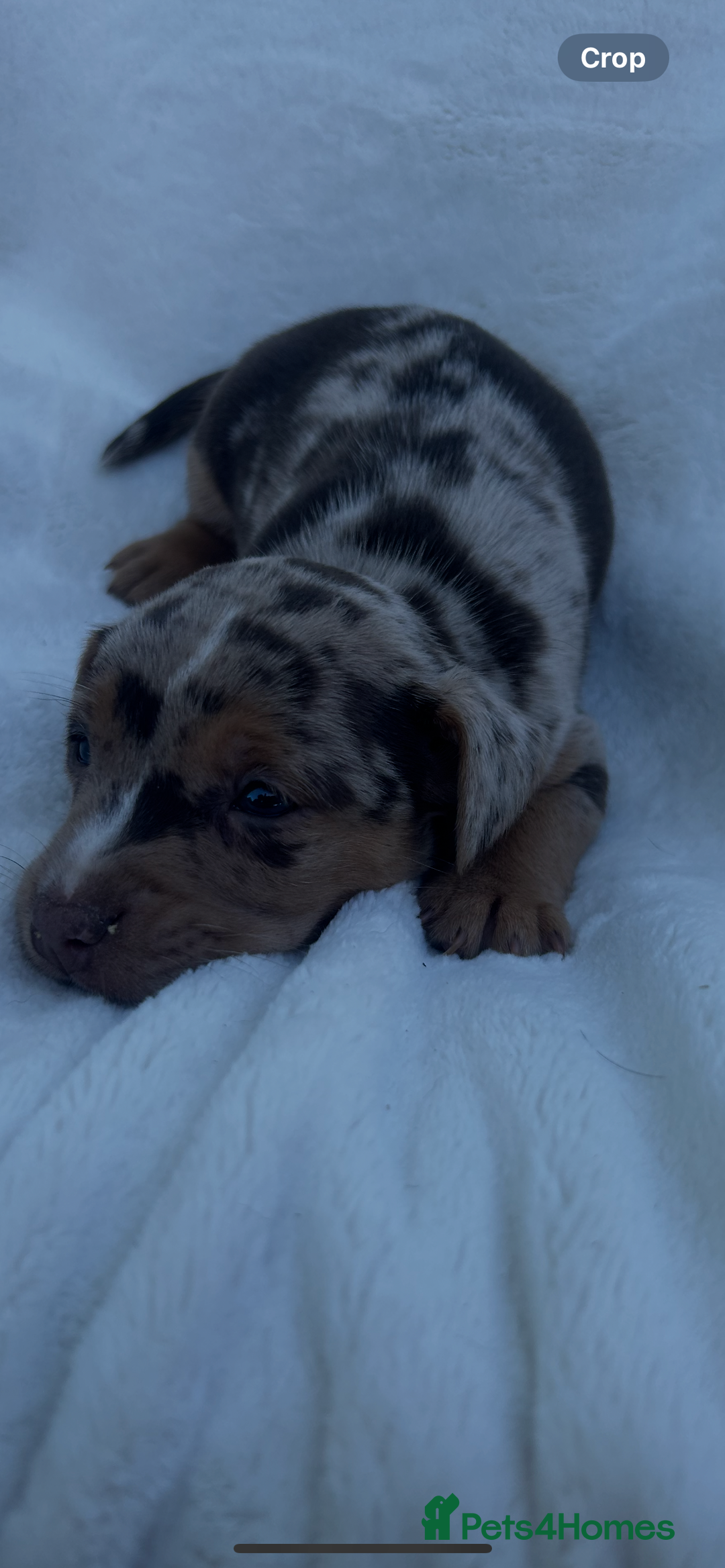 Jack Russell dogs for sale: Stunning Jack Russell Puppies  - Image 6