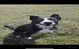 Border Collie dogs for sale: Koby the border collie  - Image 1