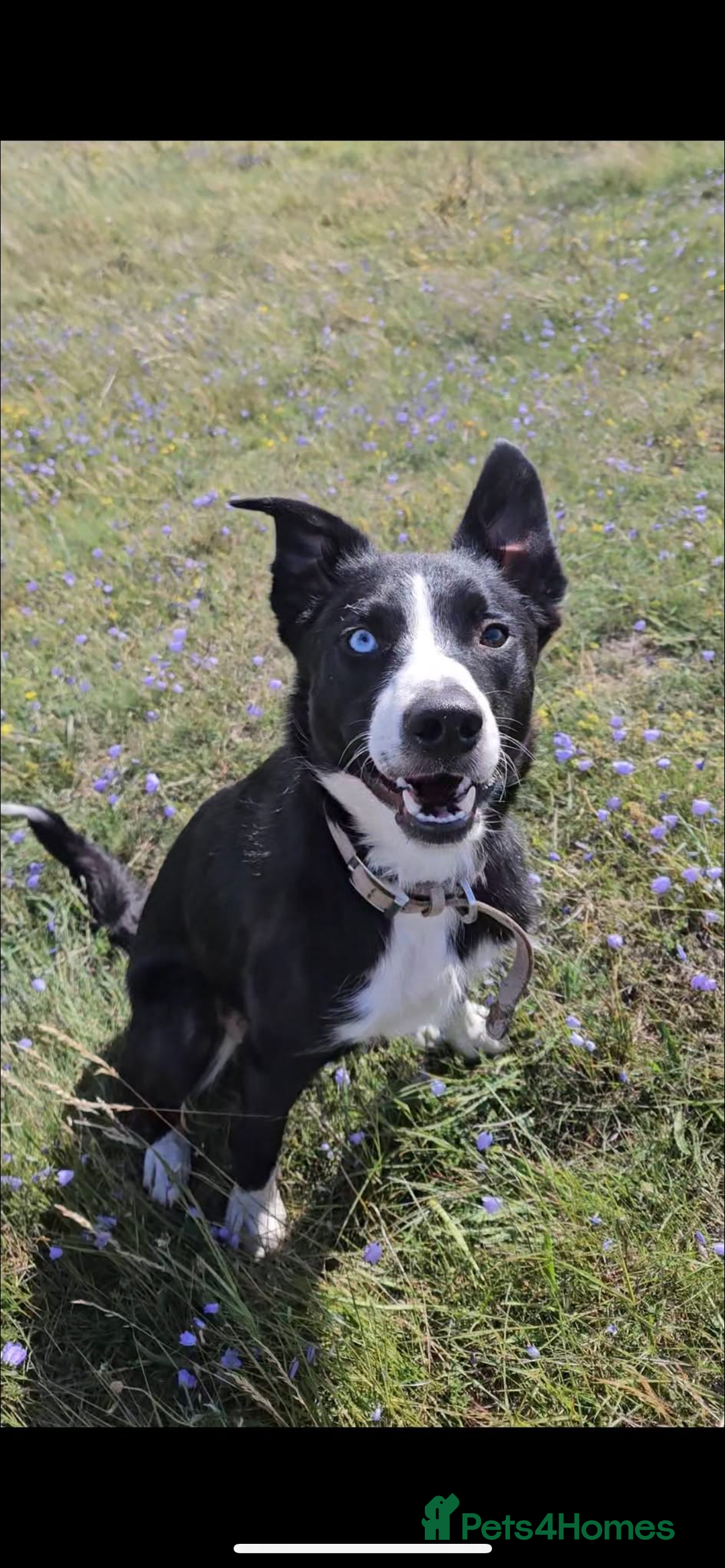 Border Collie dogs for sale: Koby the border collie  - Image 1