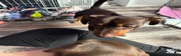 Miniature Dachshund dogs for sale: Stunning Mini Dachshund puppies for sale - Advert 9