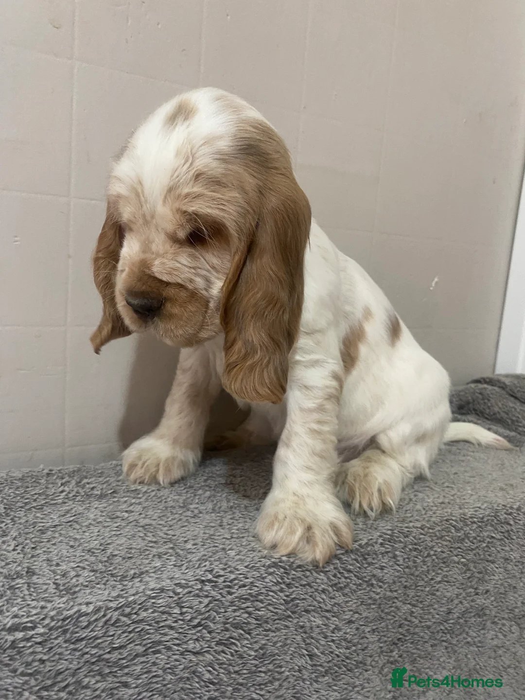 Cocker Spaniel dogs for sale: ‘Show Type’ Cocker Spaniel Puppies. KC Registered. - Advert 34