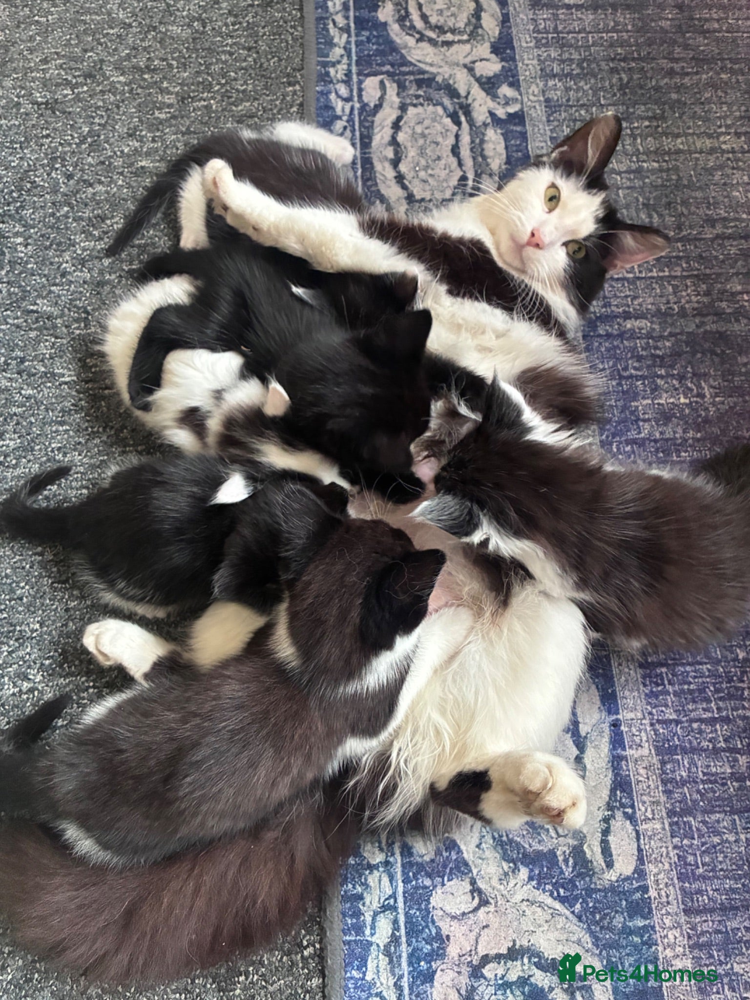 Domestic Shorthair cats Ms Smith  - Advert 1