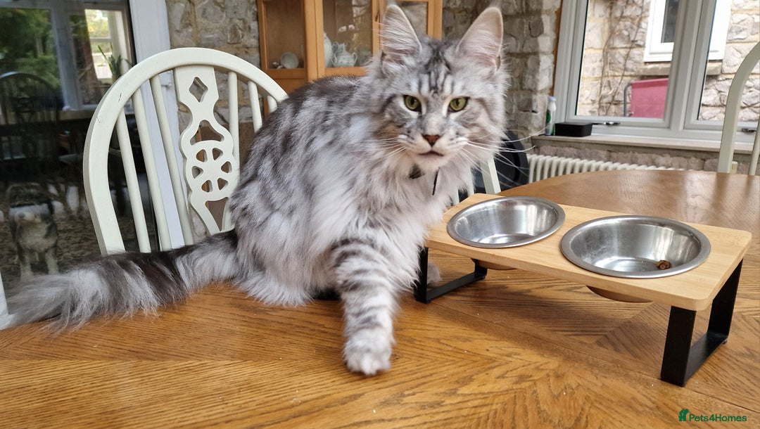 Maine Coon cats for sale: Two Maine Coon Brothers - Image 3