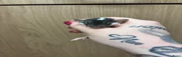 Rat rodents for sale: Gorgeous pedigree dwarf rat pups - Advert 27