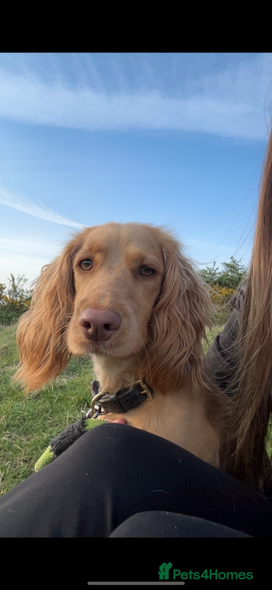 Cocker Spaniel dogs for sale: Working Cocker spaniel puppies - Image 8