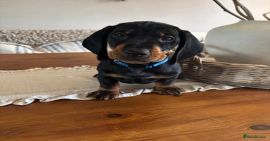 Dachshund dogs - Advert 5