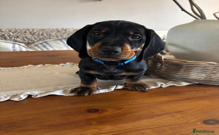 Dachshund dogs - Advert 8