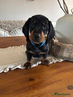 Dachshund dogs - Advert 5