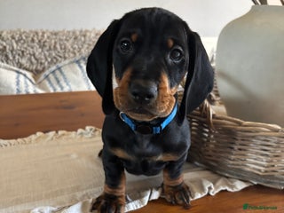 Dachshund dogs - Advert 1