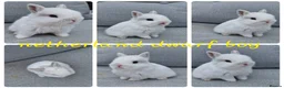 Netherland Dwarf rabbits for sale: Netherland dwarf babies available for reserve  - Advert 5