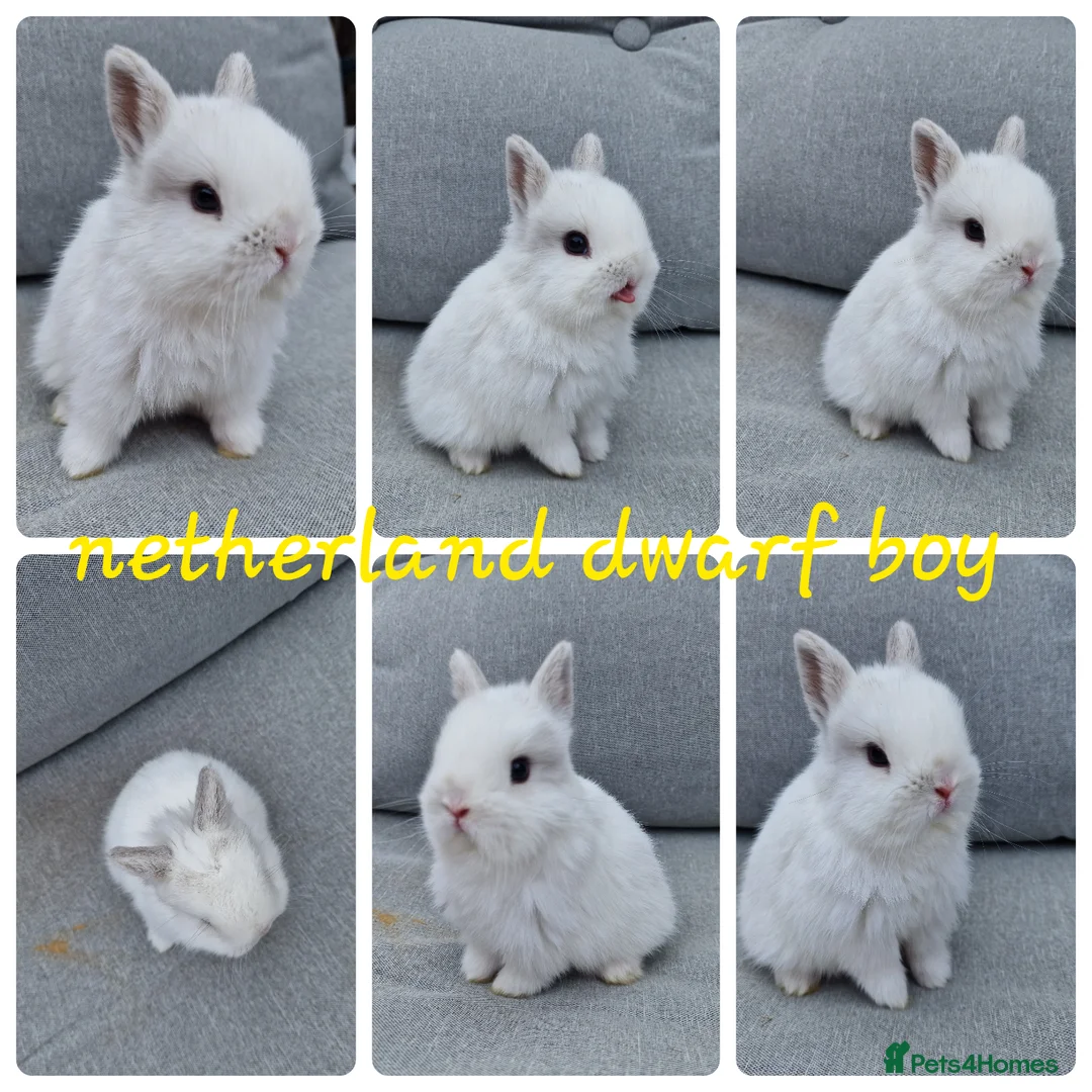 Netherland Dwarf rabbits for sale: Netherland dwarf babies available for reserve  - Advert 5