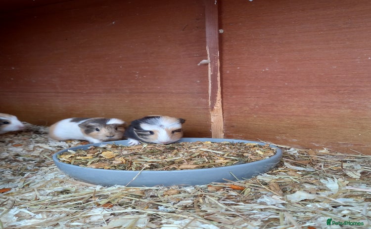 Guinea Pig rodents - Advert 7
