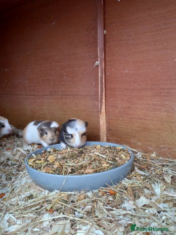 Guinea Pig rodents - Advert 16