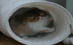 Exotic cats for sale: Beautiful Exotic Pedigree Kittens - Image 10