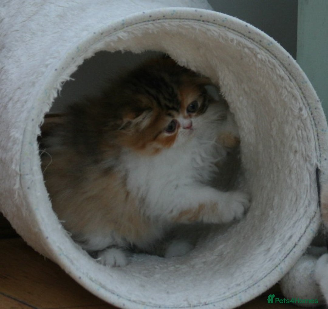 Exotic cats for sale: Beautiful Exotic Pedigree Kittens - Image 10