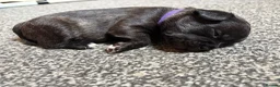 Mixed Breed dogs for sale: Pomston x Frenchie pups in Fleetwood - Advert 7