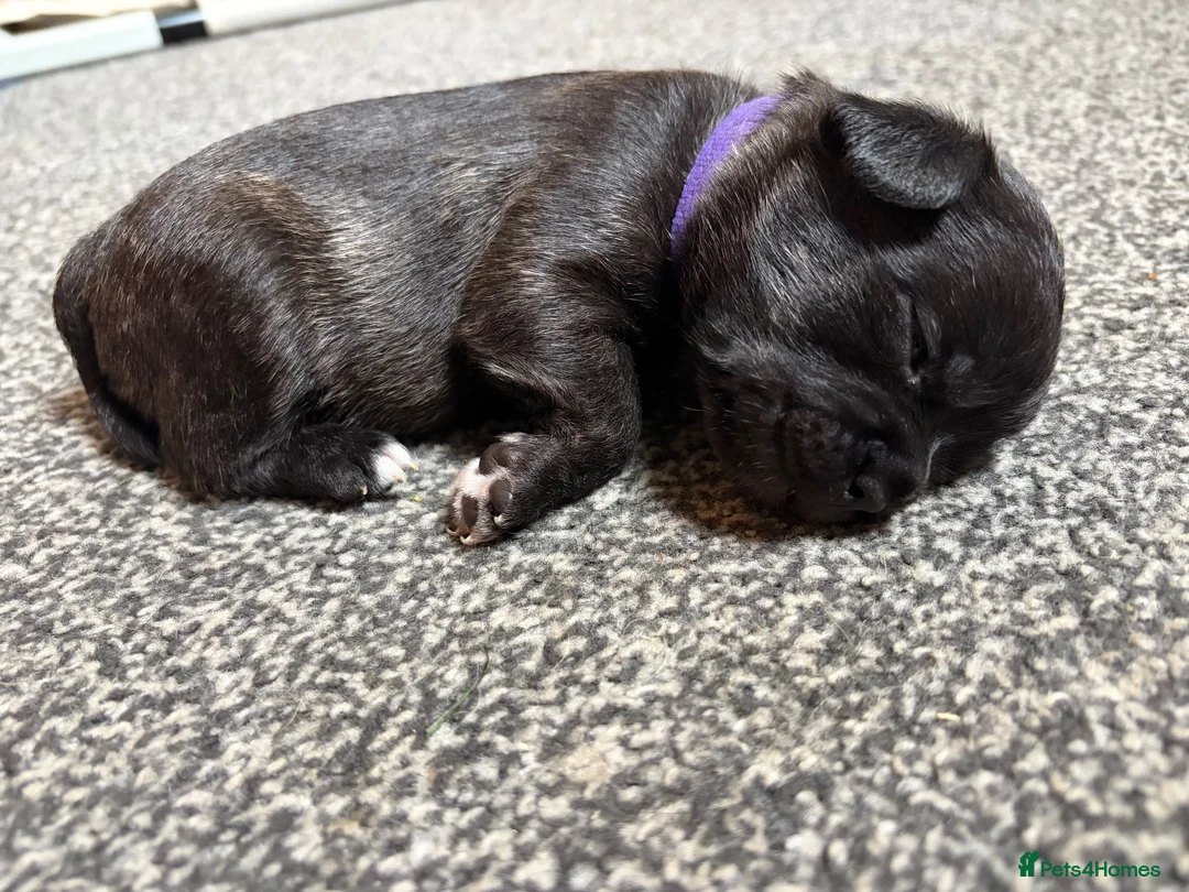 Mixed Breed dogs for sale: Pomston x Frenchie pups in Fleetwood - Advert 7