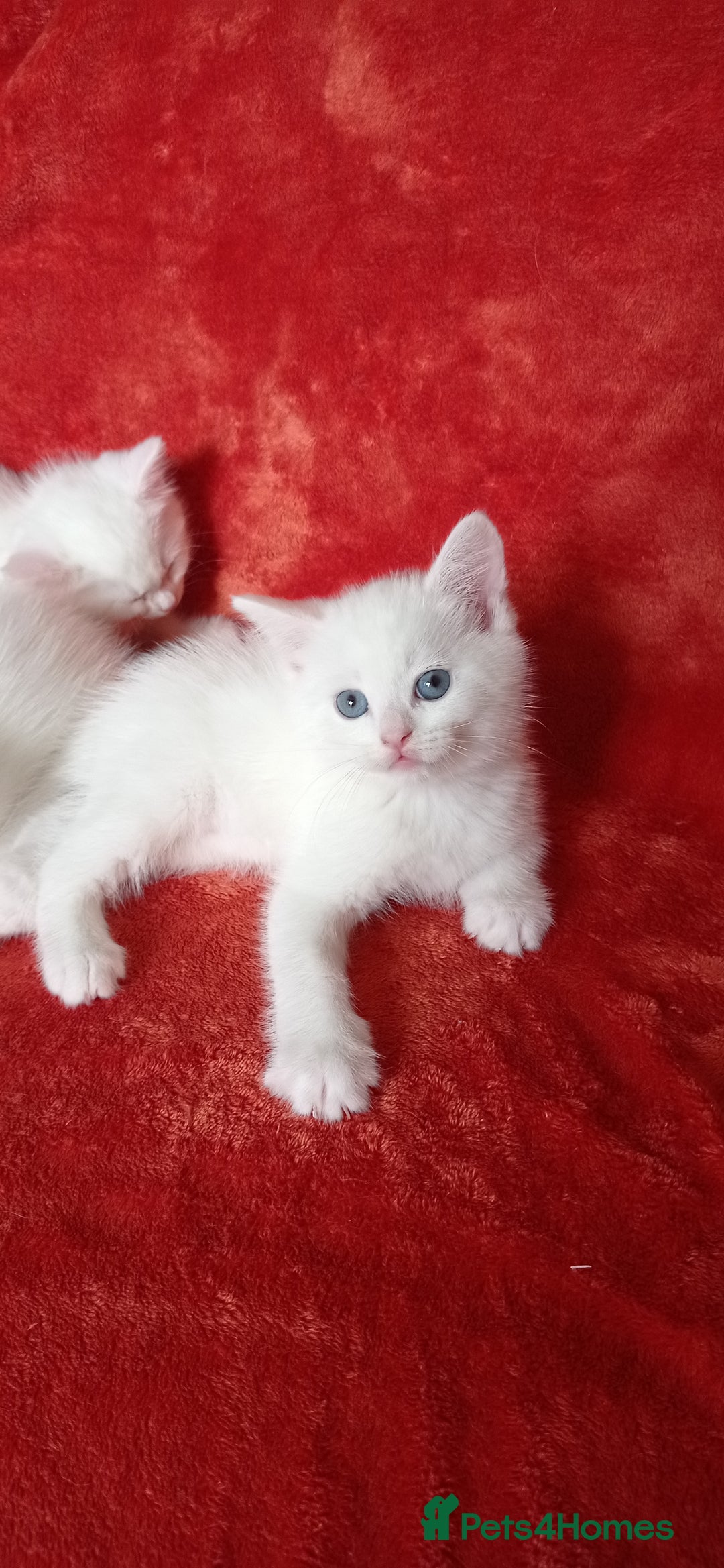 Mixed Breed cats for sale: British shorthair &Ragdoll mix - Advert 17