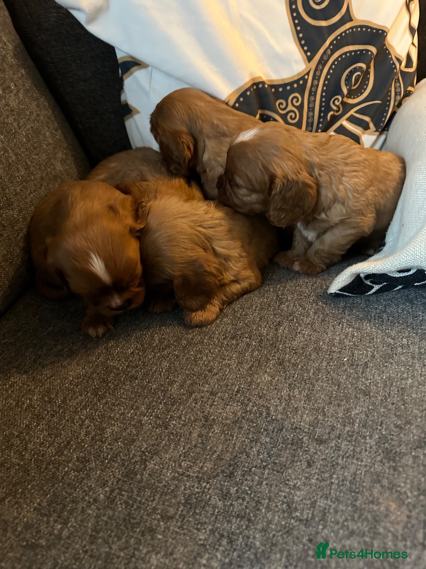 Cavalier King Charles Spaniel dogs Beautiful Rich Ruby Cavalier King Charles Puppies - Advert 1