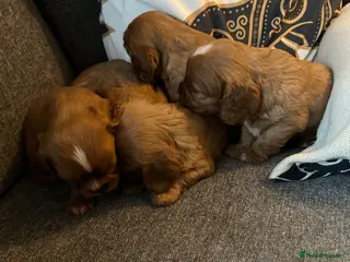 Cavalier King Charles Spaniel dogs Beautiful Rich Ruby Cavalier King Charles Puppies - Advert 1