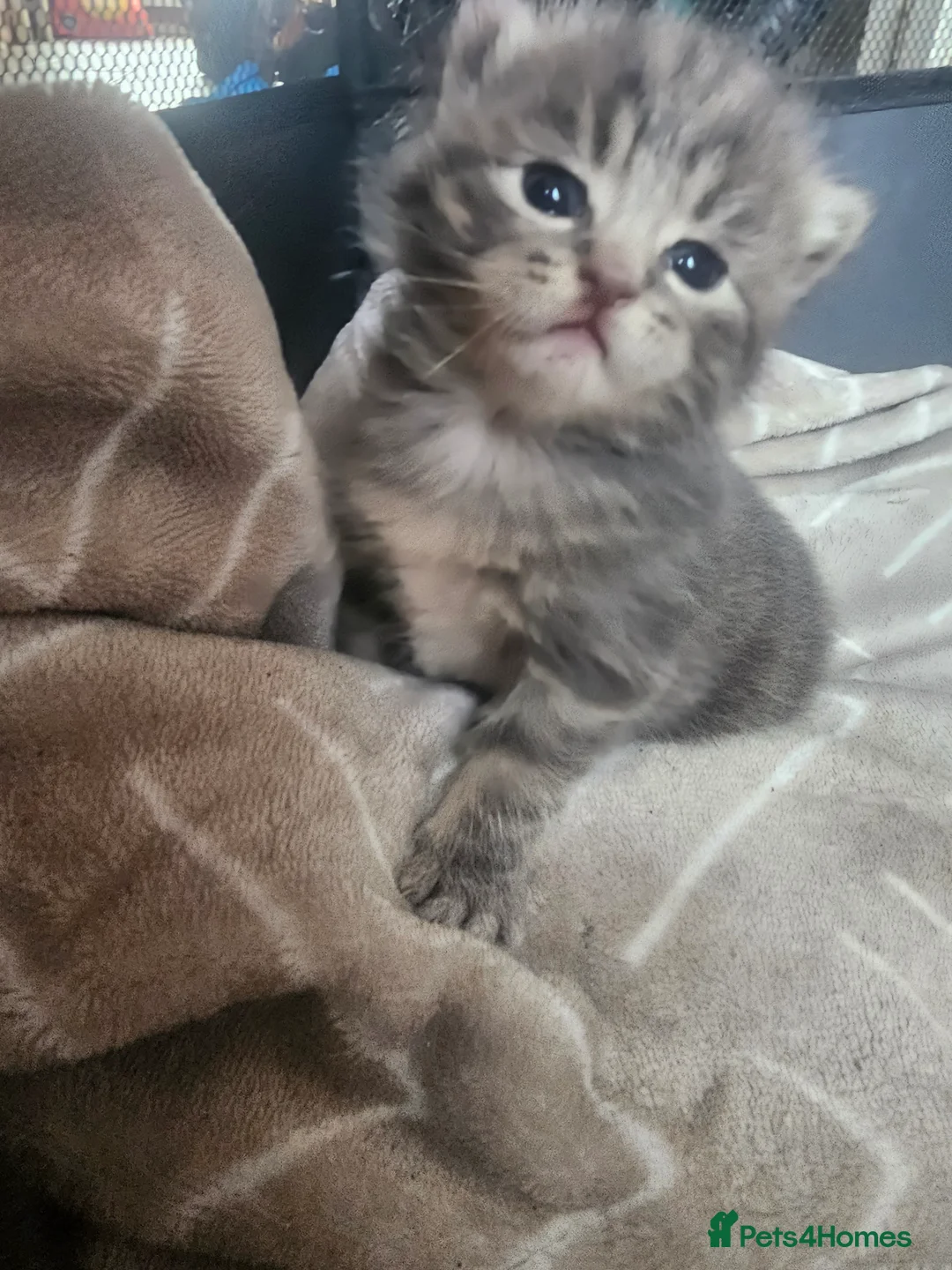 Mixed Breed cats for sale: Grey gorgeous kittens  - Advert 2