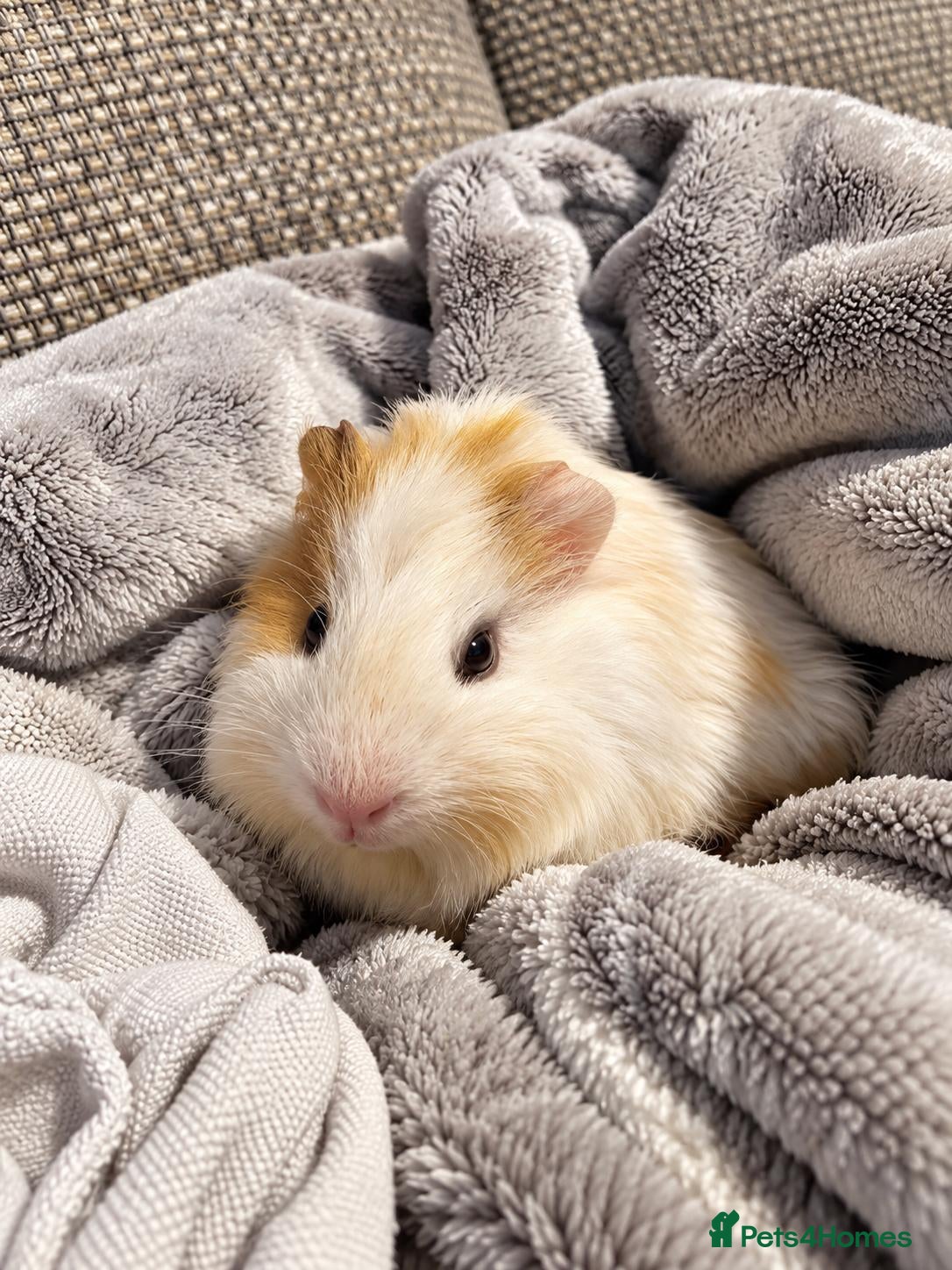 Guinea Pig rodents 🐹 Gorgeous Bi-Colour English Crested Boy 🐹 - Advert 1