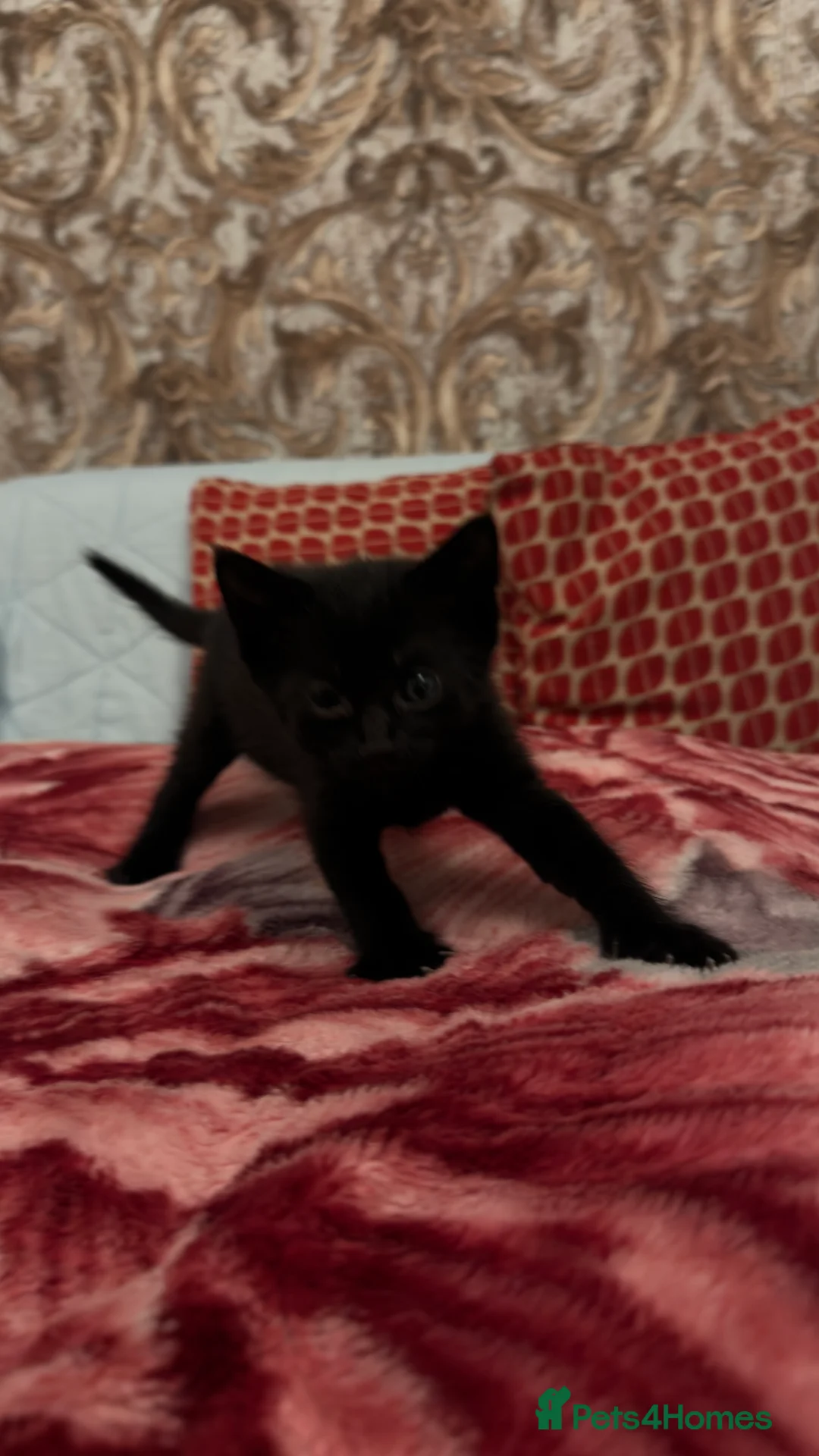 Mixed Breed cats for sale: Cute mixbreeded kittens  - Advert 3