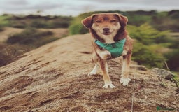 Mixed Breed dogs for sale: 6 year old mix breed  - Image 1