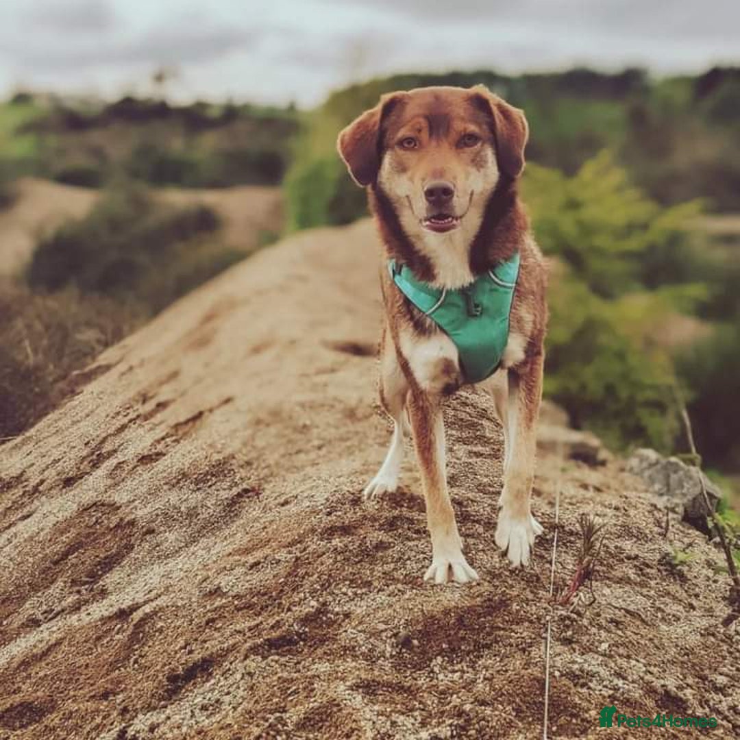 Mixed Breed dogs for sale: 6 year old mix breed  - Image 1