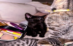 Mixed Breed cats for sale: Pretty little girls  - Image 18