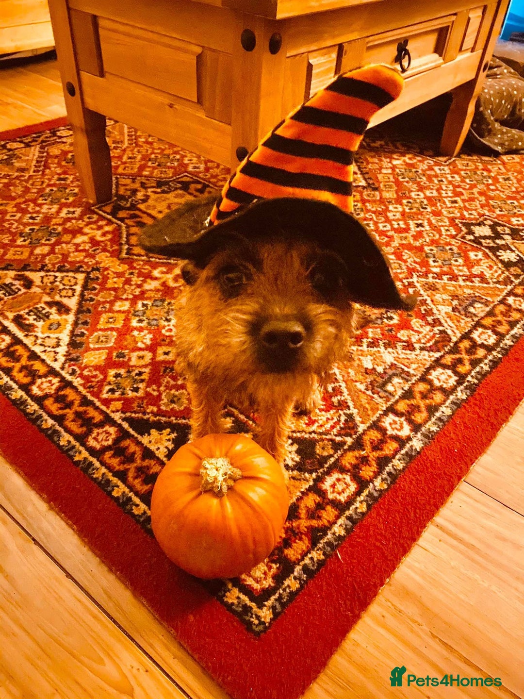 Border Terrier dogs for sale: KC reg border terrier looking for home - Advert 3