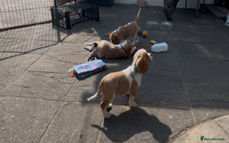 Cavalier King Charles Spaniel dogs for sale: Cavalier King Charles Spaniel  - Image 10