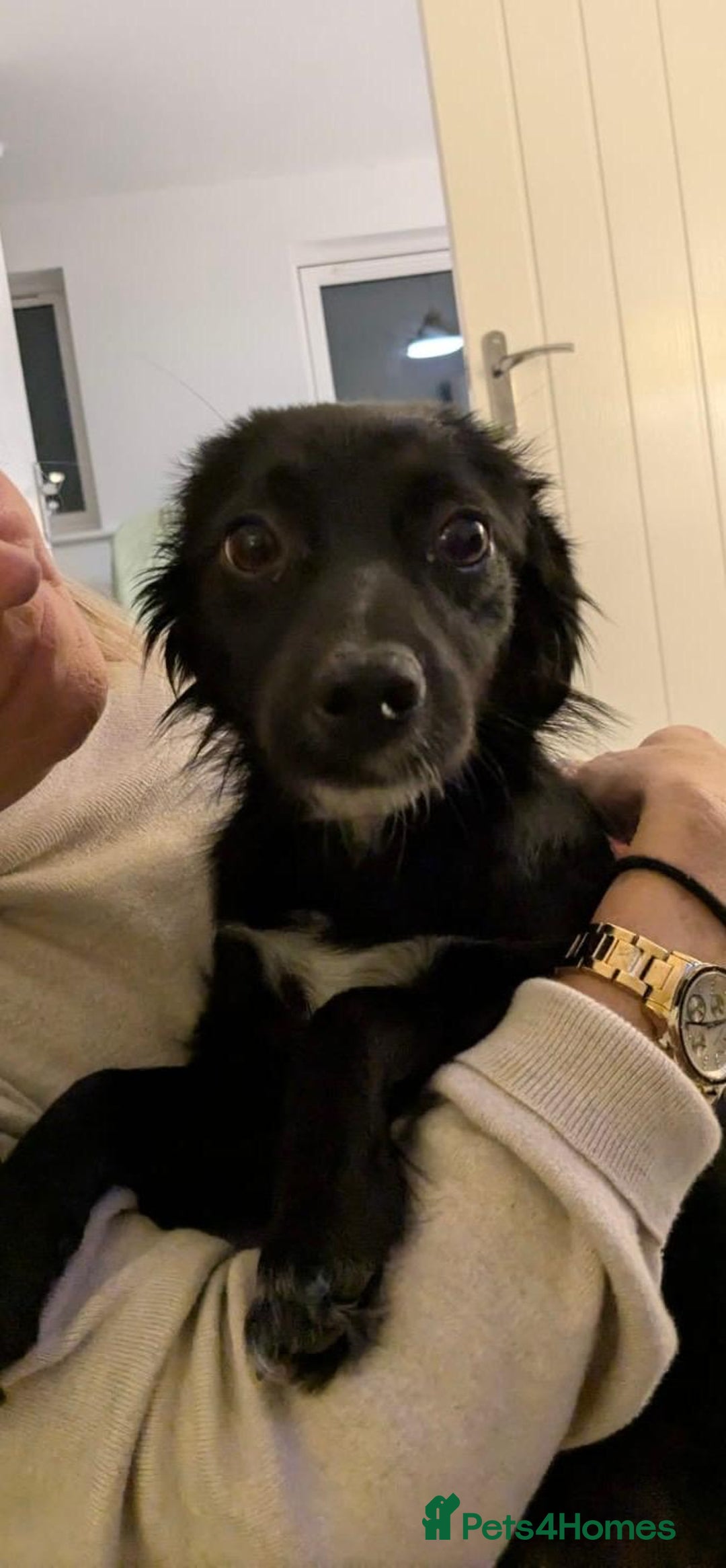 Mixed Breed dogs for adoption: This is our lovely Melanie - Image 1