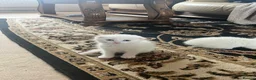 Scottish Fold cats for sale: Scottish x Persian ready to leave soon  in Northampton - Advert 6
