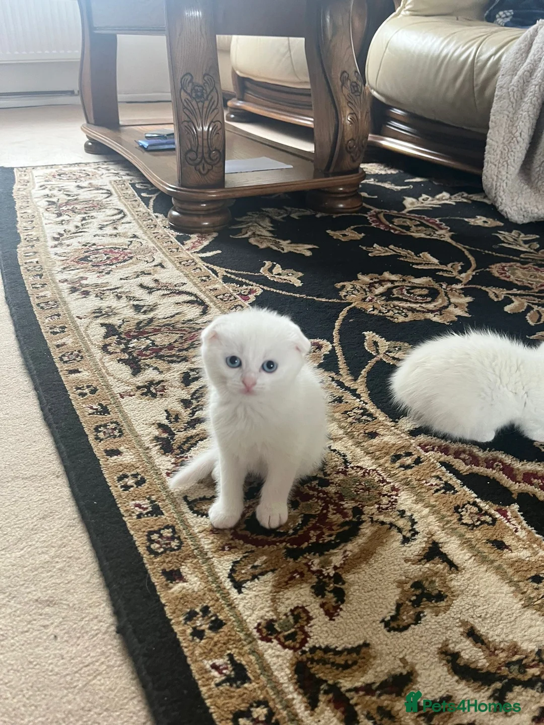 Scottish Fold cats for sale: Scottish x Persian ready to leave soon  in Northampton - Advert 6