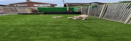 Labrador Retriever dogs for sale: 3 Beautiful Labs for sale 2x Boys 1x Girls  - Advert 12