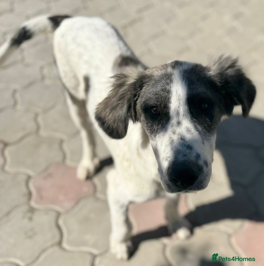 Mixed Breed dogs for adoption: ODIN, a superb young boy - for a Loving Home  - Advert 24