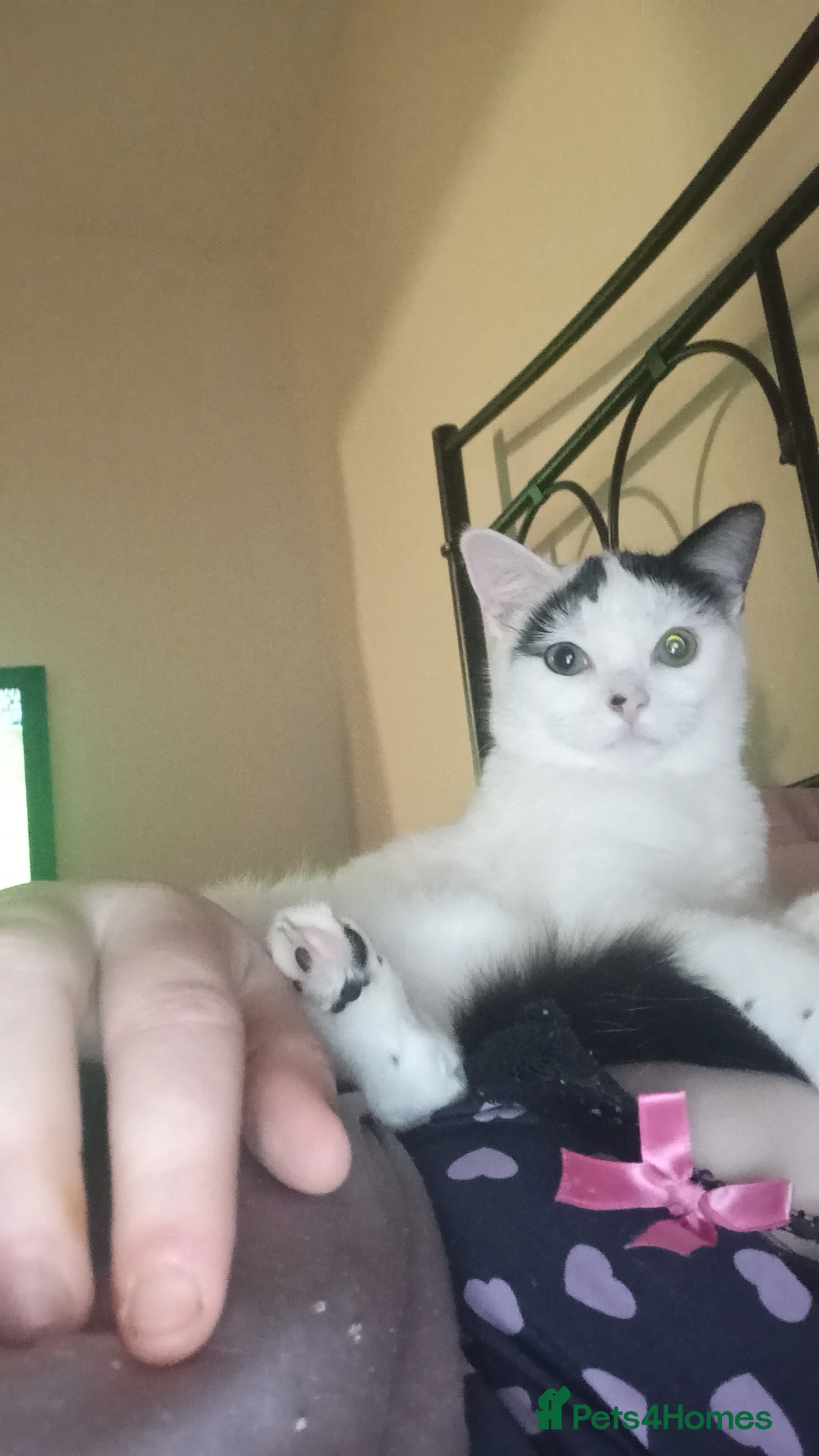 Mixed Breed cats for sale: Kitten for sale  - Advert 2